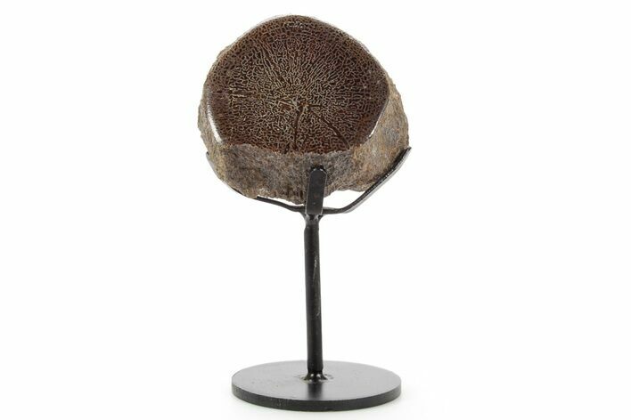 Polished Fossil Ornithischian Dinosaur Vertebra w/ Metal Stand #378540
